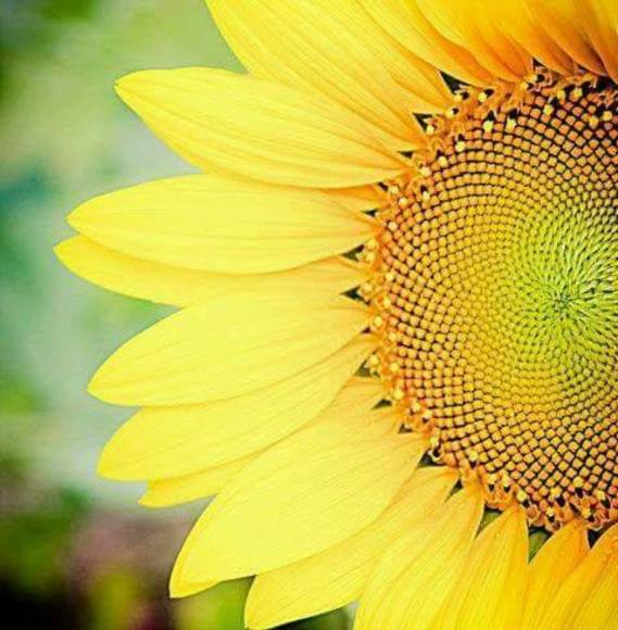 Meet your Posher, Ann - Picture 1 of 1